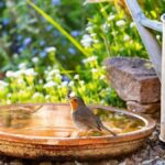 How to Attract Slavíč to Your Garden: Tips for Bird Enthusiasts