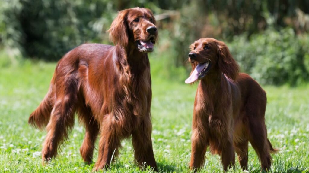 Baluchi Hound vs. Other Breeds: What Sets Them Apart?
