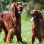 Baluchi Hound vs. Other Breeds: What Sets Them Apart?