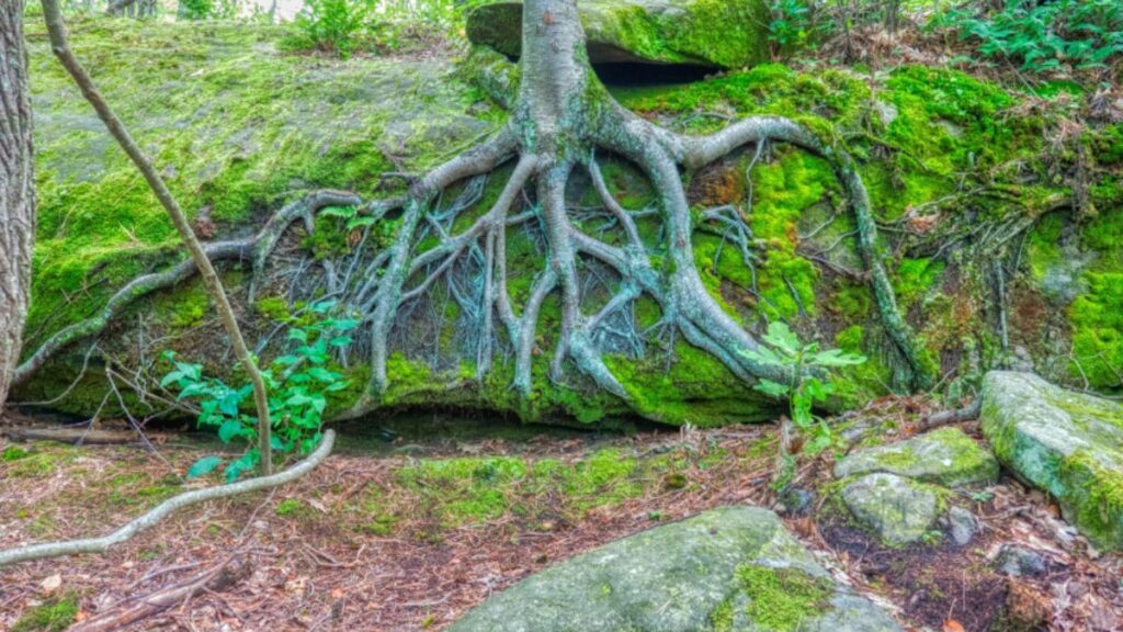 The Hidden Wonders of Klemroot: Nature’s Best-Kept Secret