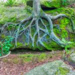 The Hidden Wonders of Klemroot: Nature’s Best-Kept Secret